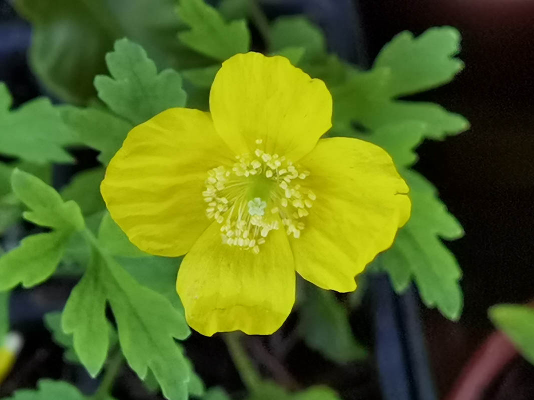 Meconopsis cambrica photo